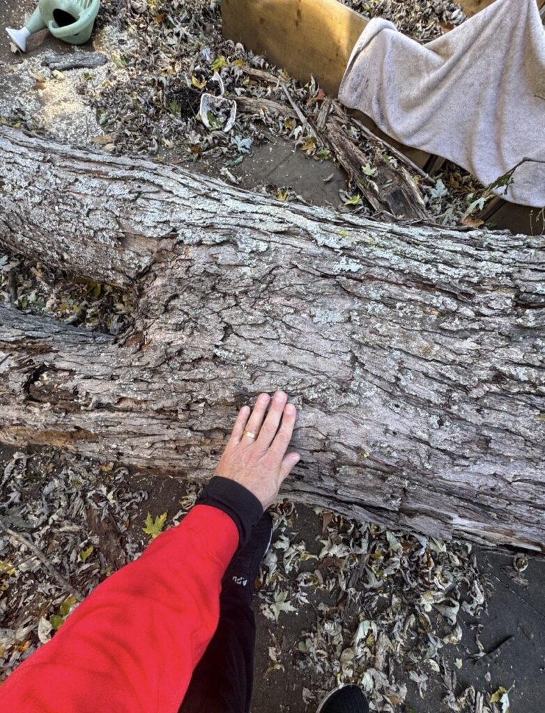 LB-Roofing-Tree-Trunk-Scale